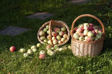 Özel bir meyve bahçesinde yetişen olgun organik elmalar