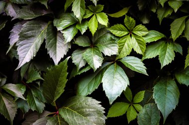 Doğal arkaplan tam çerçeve bırakır 
