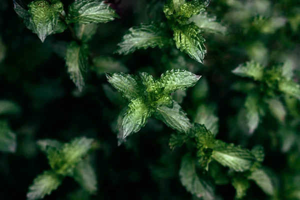 緑のミントの葉フルフレームの背景 — ストック写真