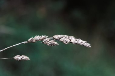 Koyu yeşil arkaplandaki kuru çimenleri kapat