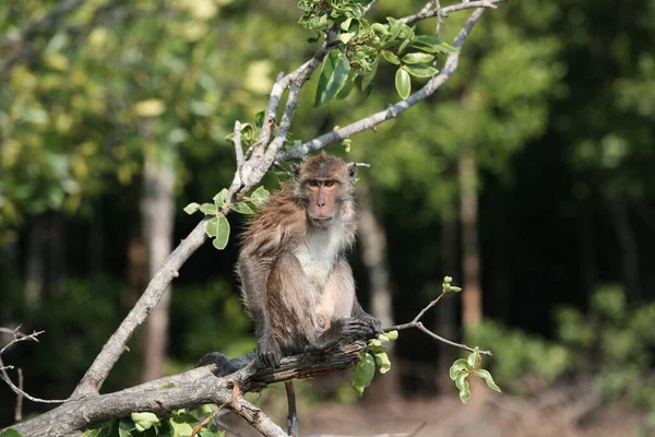 木の上の野生の猿 — ストック写真