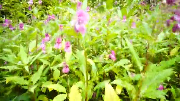 Fleurs dans une prairie. — Video