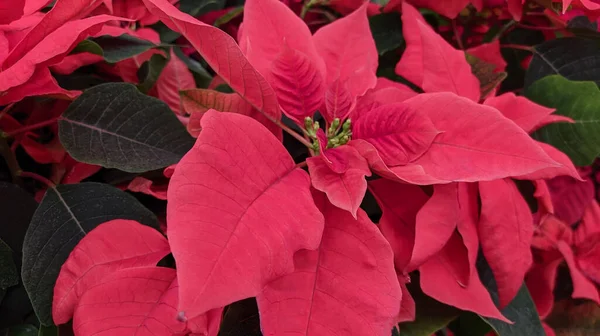 Christmas Flower Poinsettia Close Red Leaves — Stock Photo, Image
