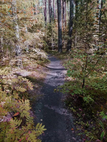 Forest trail in autumn mixed forest