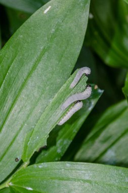 Gri tırtıllar bahçede kupa yaprakları yiyen haşerelerdir. Haşere kontrolü