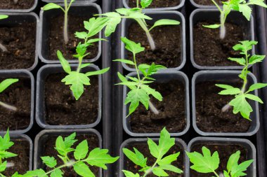 2 numaralı evdeki kullanılabilir saksılarda domates fideleri yetiştiriyor.