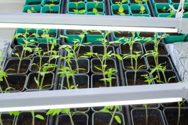 Evde yapay ışık altında domates fideleri yetiştirmek.