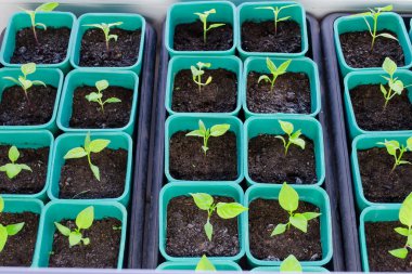 Tarım tepsisinde büyüyen küçük marul tohumları.