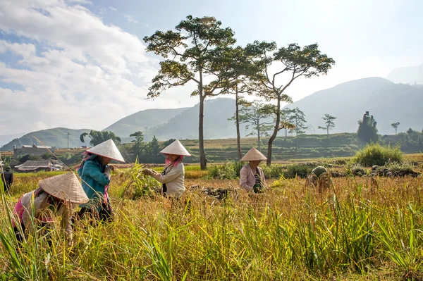 Yen Bai, Vietnam, 12 September 2015 jordbrukare grupper, etniska Thai, highland Yen bai, i risskörden — Stockfoto