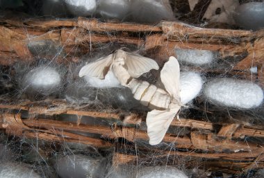 silk worm cocoons nests, chrysalis yellow silkworm cocoons in nests life cycle of silk worm clipart