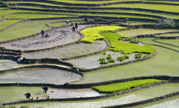 teraslar, sapa kasabası, Vietnam, Resimler