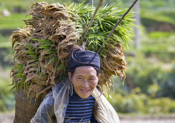 LAO CAI, VIETNAM, 14 de julio de 2015 Mujeres Hmong. tierra alta Lao Cai, tierno arroz a cuestas en su espalda — Foto de Stock