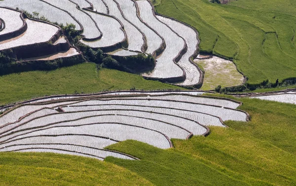 Mu Cang Chai Vietnam 'da sisli pirinç tarlası ve sabah ışığı.