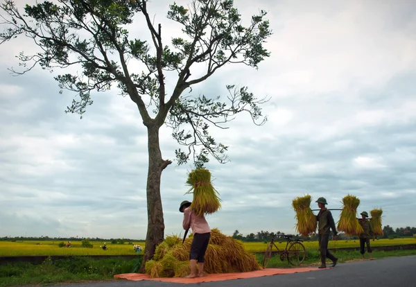 越南，海阳 2016 年 6 月 21 日农民，农村海阳，越南，大米产量 — 图库照片