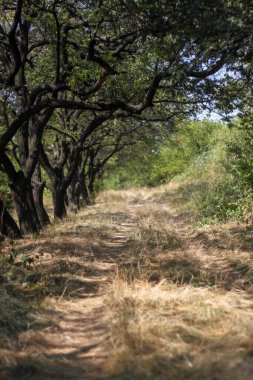 Ağaçların arasından geçen gizli dikenli yol