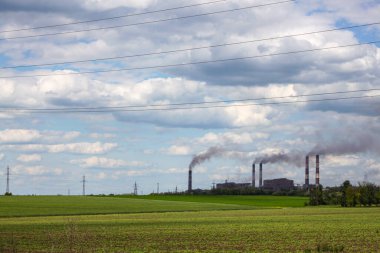 Kirli bitki tarlanın yanında.