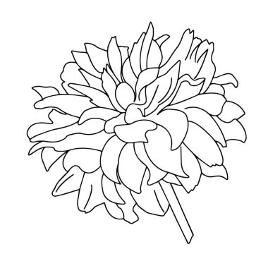 Vektör grafikleri. Beyaz arka planda bir çiçeğin yakın plan çizgisi.