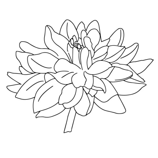 Graphiques Vectoriels Plan Rapproché Une Fleur Sur Fond Blanc — Image vectorielle