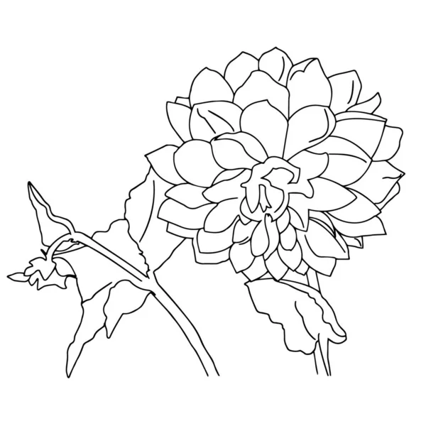 矢量图形 白色背景上花朵的特写轮廓 — 图库矢量图片