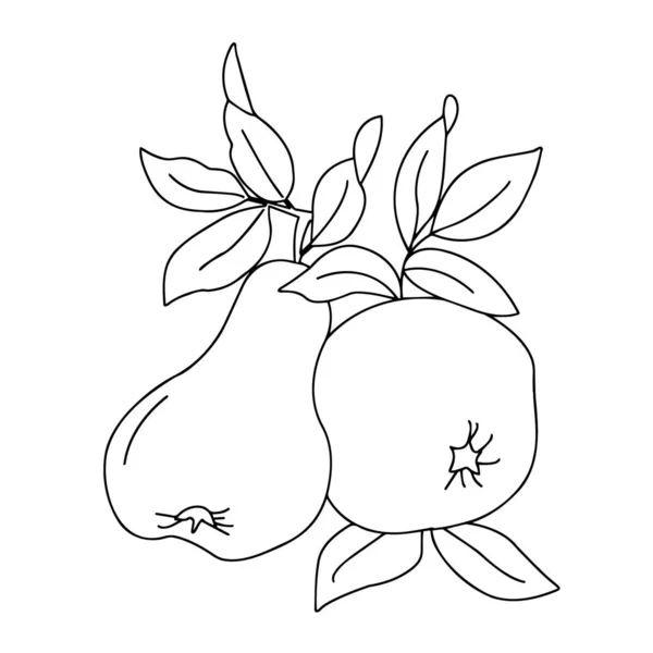 Primer Plano Fruta Dibujo Del Contorno Sobre Fondo Blanco Gráficos — Vector de stock