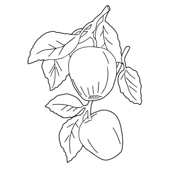 Primer Plano Fruta Dibujo Del Contorno Sobre Fondo Blanco Gráficos — Vector de stock