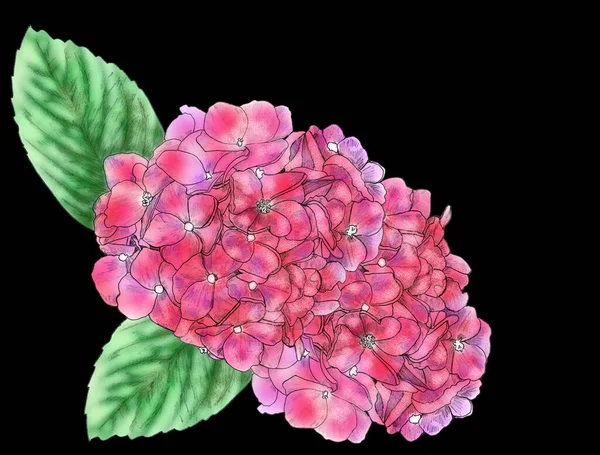 Ortanca Çiçekleri Yakın Plan Kalem Çizimi Kağıt Kumaş Üzerine Yazdırmak — Stok fotoğraf