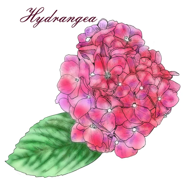 Hydrangea flowers close-up. Pencil drawing. Material for printing on paper or fabric.