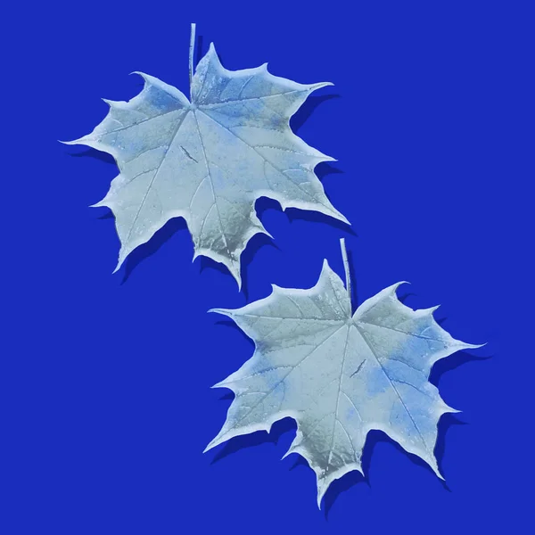Γυάλινα Φύλλα Σφενδάμου Μπλε Φόντο Διακοσμητική Σύνθεση Διακοπών Αφηρημένη Του — Φωτογραφία Αρχείου