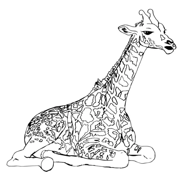 Drawing Cute Animals Kids Giraffe Black Silhouette White Background Close — Stock Vector