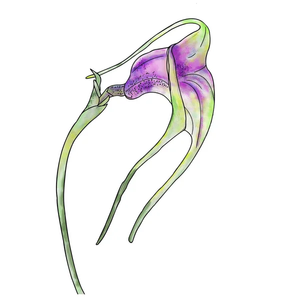 Orchidej Masdevallia Glandulosa Zblízka Bílém Pozadí Kresba Pro Tisk Tkaninu — Stock fotografie