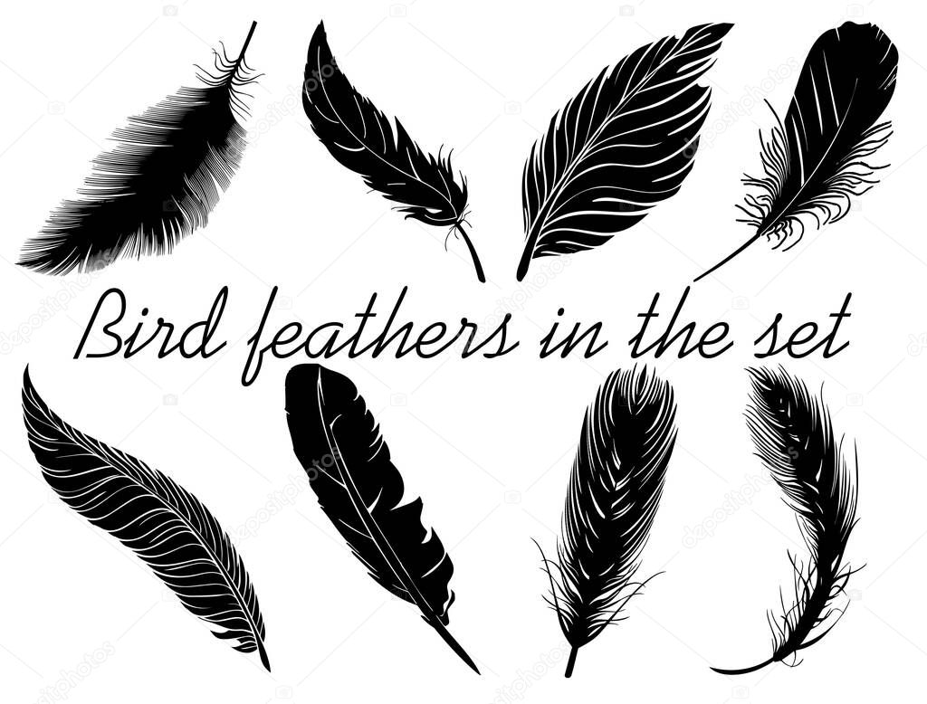 Creative composition of bird feathers. Black feathers close-up on a white background in the set.