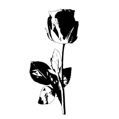 Gül. Örnekler yaratmak için vektör grafiklerinin bir parçası. Beyaz arka planda bir kontur çizimi yakın plan. Kağıt, kumaş ya da deri üzerine baskı malzemesi.