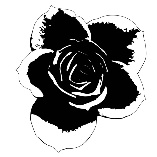 Роуз Фрагмент Векторної Графіки Створення Візерунків Крупним Планом Контурний Малюнок — стоковий вектор
