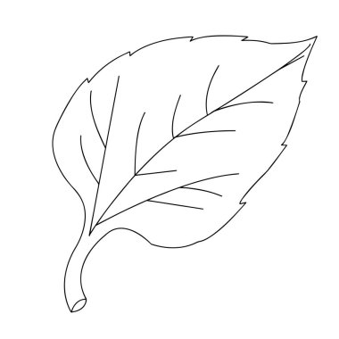 Beyaz arka planda desenli bir parçanın yakın çekimi. Bitki elementlerinin tasvir edildiği vektör grafikleri. Desenler, dekoratif arka planlar ya da kusursuz tasarımlar yaratmak için malzeme.