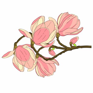 Manolya çiçekleri beyaz arkaplanda yakın plan bir dalda. Vektör illüstrasyonu.