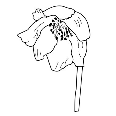 Beyaz arkaplandaki şakayık çiçeğinin ana hatları. Vektör illüstrasyonu.