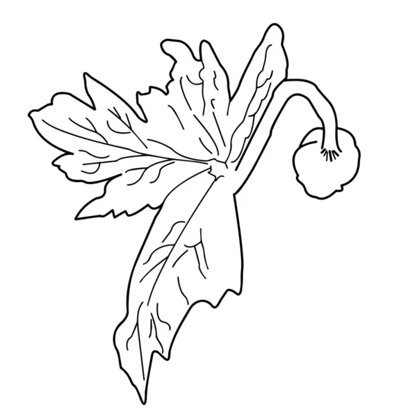 在白色背景上的海葵叶子的特写轮廓 矢量说明 — 图库矢量图片