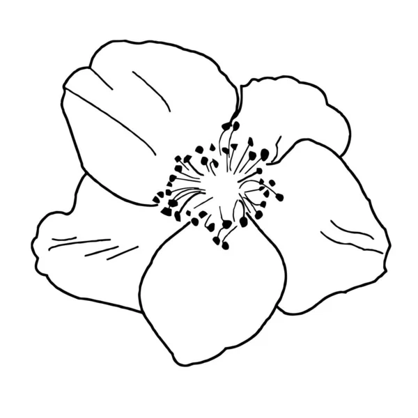 Umriss Einer Anemonenblume Großaufnahme Auf Weißem Hintergrund Vektorillustration — Stockvektor