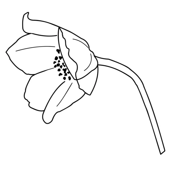 Umriss Einer Anemonenblume Großaufnahme Auf Weißem Hintergrund Vektorillustration — Stockvektor