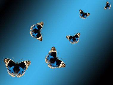 Kelebek resimli yaratıcı kompozisyon. Mavi arka planda siyah ve mavi böcekler. Yazdırma için dekoratif tasarım.