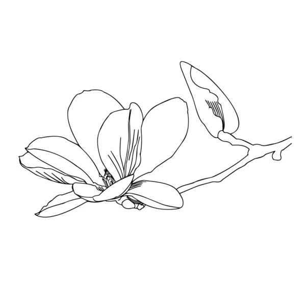 Magnolia Gros Plan Branche Fleurs Sur Fond Blanc Graphiques Vectoriels — Image vectorielle