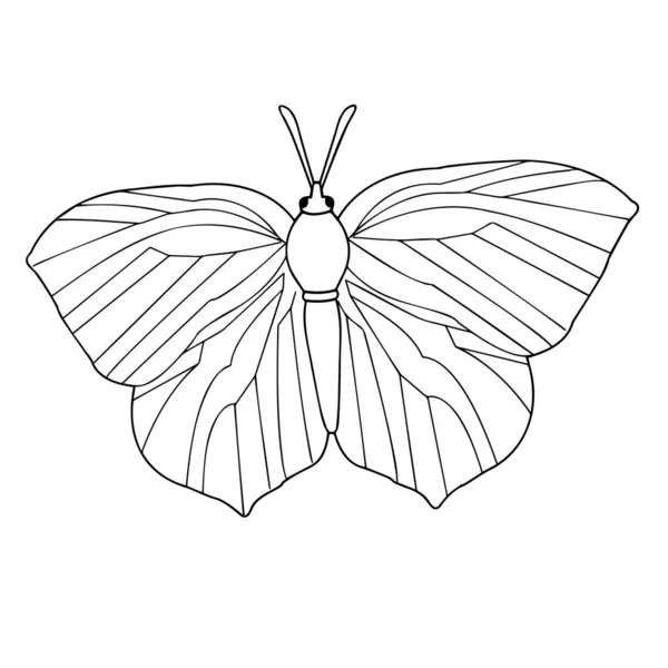 Mariposa Insecto Primer Plano Sobre Fondo Blanco Dibujo Contorno Gráficos — Archivo Imágenes Vectoriales