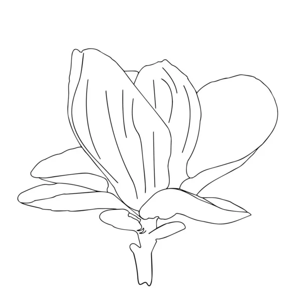 Magnolia Rama Floreciente Primer Plano Sobre Fondo Blanco Gráficos Vectores — Vector de stock