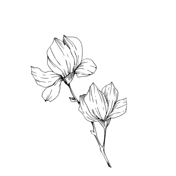 Magnolia Blommande Gren Närbild Vit Bakgrund Vektorgrafik Konturritning Material För — Stock vektor