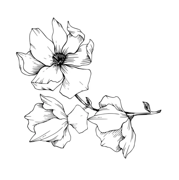 Magnolia Gros Plan Branche Fleurs Sur Fond Blanc Graphiques Vectoriels — Image vectorielle