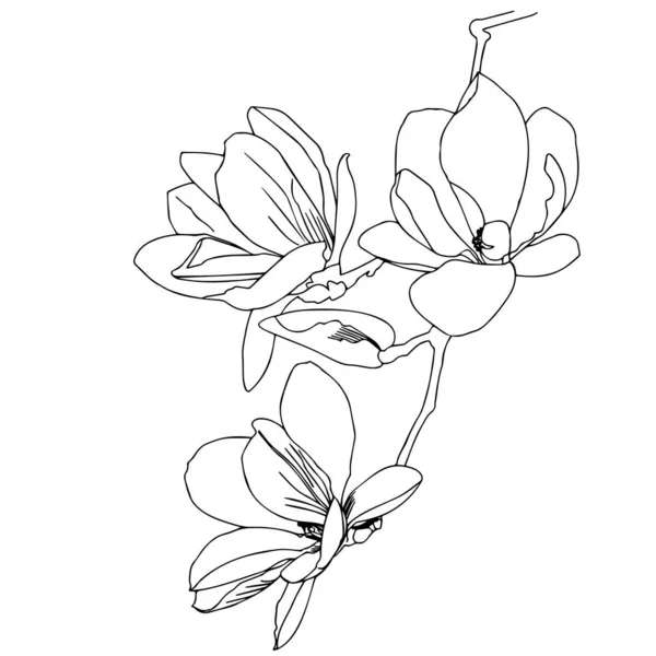 Magnolie Blühende Zweige Großaufnahme Auf Weißem Hintergrund Vektorgrafiken Konturenzeichnung Material — Stockvektor
