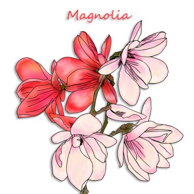 Magnolia, çiçekli dal, yakın plan. Kağıt ya da kumaş üzerine baskı malzemesi. Dekoratif arkaplan.