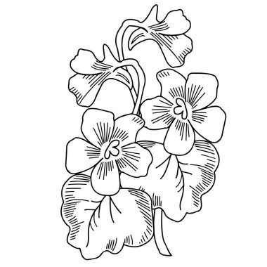 İbneler. Beyaz arka planda bahçe çiçekleri. Yakın plan. Vektör grafikleri.