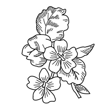 İbneler. Beyaz arka planda bahçe çiçekleri. Yakın plan. Vektör grafikleri.