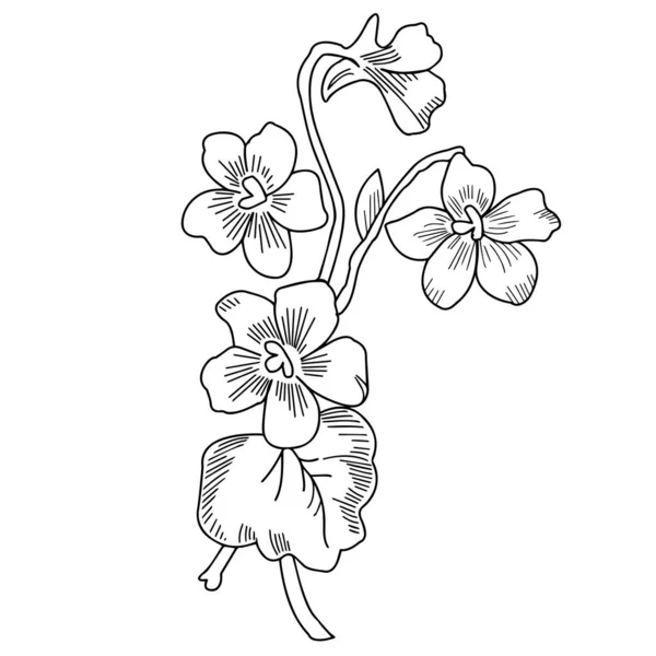 Des Culottes Fleurs Jardin Sur Fond Blanc Gros Plan Graphiques — Image vectorielle